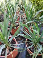 Yucca recurvifolia winterharde yucca, Tuin en Terras, Planten | Bomen, In pot, Minder dan 100 cm, Halfschaduw, Zomer
