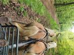 Te koop tweespan haflingers, Dieren en Toebehoren, Paarden, Merrie, Niet van toepassing, Tuigpaard, Met stamboom