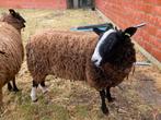1 jarige Zwartbles bok te koop, Dieren en Toebehoren