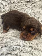 Langharige teckeltjes🐶💖 hier geboren ️🍼, Dieren en Toebehoren, België, CDV (hondenziekte), 8 tot 15 weken, Dwerg