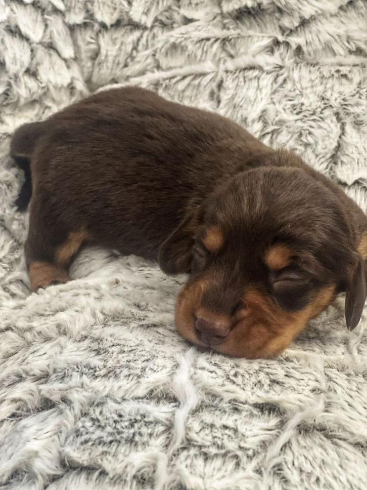 Langharige teckeltjes🐶💖 hier geboren ️🍼, Dieren en Toebehoren, Honden | Teckels en Dashonden, Meerdere dieren, Langhaar, Dwerg