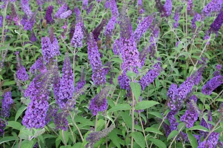 Vlinderstruik - Buddleja davidii 'Pink Delight, Tuin en Terras, Planten | Tuinplanten, Ophalen