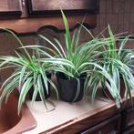 Graslelie en pannenkoekenplanten, Ophalen, In pot