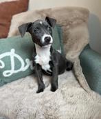 Mooie blauwe Amerikaanse Stafford pups, Dieren en Toebehoren, België, CDV (hondenziekte), 8 tot 15 weken, American Staffordshire Terriër