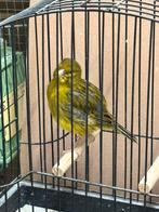 Te koop – Fife Fancy kanarie 2025 (man – goede bloedlijn), Mâle, Canari de posture