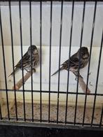 Koppel donkere kanaries, Dieren en Toebehoren, Meerdere dieren, Kleurkanarie