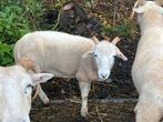 Wiltshire horn ooi, Dieren en Toebehoren, Schapen, Geiten en Varkens