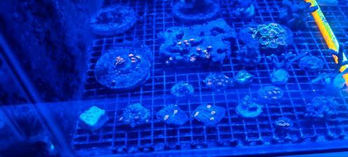 Koralen stekken  zoa's sps favia chalice  fungia's, Dieren en Toebehoren, Vissen | Aquariumvissen
