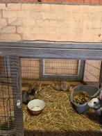 3 dwergkonijntjes te koop, Dieren en Toebehoren, Konijnen