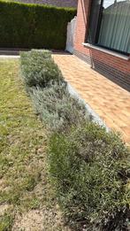 lavendel GRATIS, Ophalen