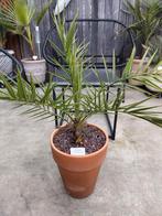 Phoenix theophrastii palmboom, Ophalen