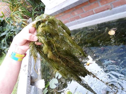 Zuurstofhoudende planten voor vijver (of aquarium) Ceratophy, Tuin en Terras, Vijver-toebehoren, Nieuw, Overige typen, Ophalen