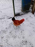 Mooien bruin rood haan, Dieren en Toebehoren, Pluimvee