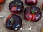 Tomatenzaden verschillende rassen, Ophalen of Verzenden