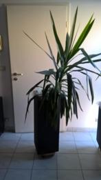 bac à fleur avec 1 yucca, Huis en Inrichting, Kamerplanten, 100 tot 150 cm, Yucca, Halfschaduw, In pot