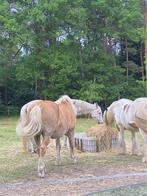 weide gezocht in eigen beheer, Dieren en Toebehoren, Stalling en Weidegang, Weidegang, 2 of 3 paarden of pony's