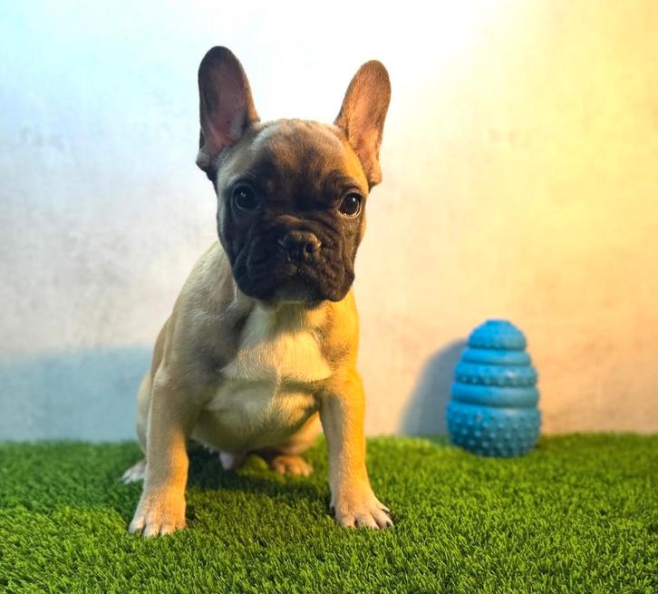 Prachtige Franse Bulldog Pup, Dieren en Toebehoren, Honden | Bulldogs, Pinschers en Molossers, Reu, Bulldog, Fokker | Hobbymatig