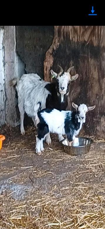 Dwerg geitjes, Dieren en Toebehoren, Schapen, Geiten en Varkens