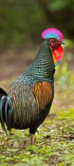 Gratis dieren opvang, Dieren en Toebehoren, Kalkoen