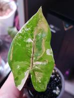 Alocasia Macrorrhiza Black Stem variegata, Huis en Inrichting, Ophalen of Verzenden