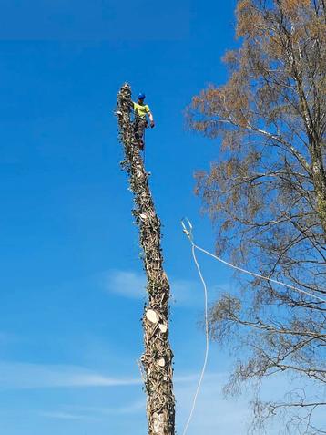 Boomverzorging: snoeien, aanplanten en vellen van bomen.