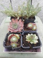 planten, Tuin en Terras, Overige soorten, Volle zon, Vaste plant, Ophalen of Verzenden