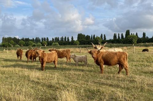 Mooie kudde Schotse Hooglanders, Dieren en Toebehoren, Runderen