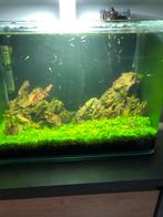 Nano Aquarium set te koop (31,2L), Ophalen of Verzenden, Zo goed als nieuw