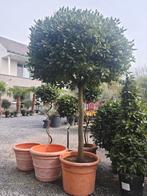 Laurus Nobilis - Laurier boom, Tuin en Terras, Planten | Bomen, Halfschaduw, Ophalen