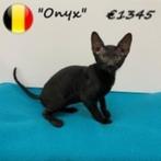 Cornish Rex - Belgisch kittens te koop, Kater, Gechipt, 0 tot 2 jaar
