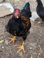 Haan kruising Wyandotte kriel, Dieren en Toebehoren, Mannelijk, Kip