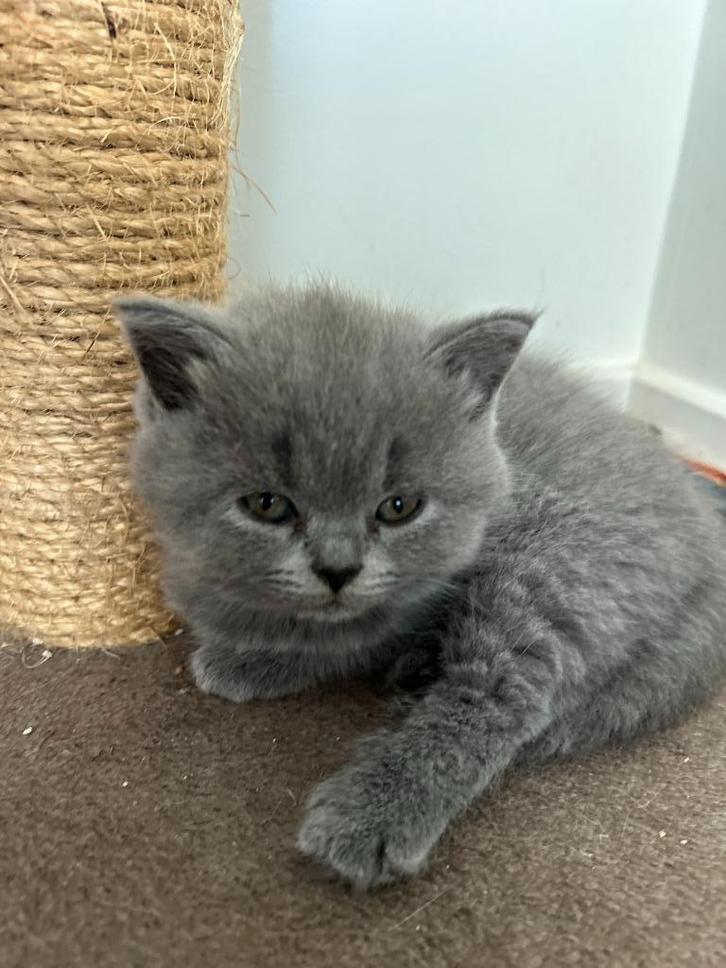 Britse korthaar kitten, Dieren en Toebehoren, Katten en Kittens | Raskatten | Korthaar, Meerdere dieren, 0 tot 2 jaar, Met stamboom