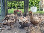Barberie eenden chocolade kleur, Dieren en Toebehoren, Meerdere dieren, Eend