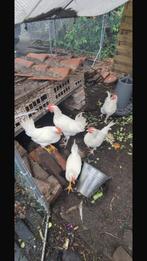 4hanen kruising witte leghorn, Dieren en Toebehoren