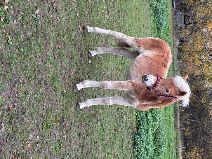 Haflinger hengstenveulen, Dieren en Toebehoren, Paarden, Hengst, Onbeleerd, Minder dan 160 cm, 0 tot 2 jaar, Recreatiepaard, Met stamboom