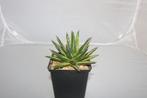agave vic reg variegated, Vetplant, Ophalen of Verzenden, In pot, Minder dan 100 cm