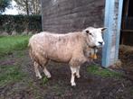 Vette Franse Texel ooi, Dieren en Toebehoren, Schapen, Geiten en Varkens, Schaap