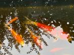 Mooi vissen Koi, Dieren en Toebehoren, Vissen | Vijvervissen, Karper of Koi
