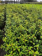 Portugese laurier, haagplanten, bladhoudend, Tuin en Terras, Planten | Struiken en Hagen, Ophalen, Laurier, Haag