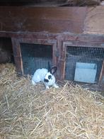 Konijnen, Dieren en Toebehoren, Konijnen