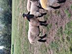 Stamboek suffolk ram, Dieren en Toebehoren
