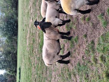 Stamboek suffolk ram beschikbaar voor biedingen