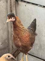 Toom cream legbar kippen (groenlegger), Dieren en Toebehoren, Pluimvee