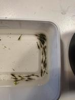 Wildkleur garnalen, Homard, Crabe ou Crevette