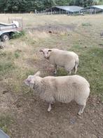 5 ras zuivere Rouge de l'Ouest & 1 Ooi met lam Blue du Maine, Dieren en Toebehoren, Schapen, Geiten en Varkens, Meerdere dieren