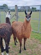 Koppel lama's, Dieren en Toebehoren, Januari, Meerdere dieren