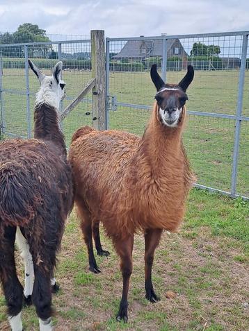 Koppel lama's  beschikbaar voor biedingen