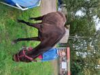 lief, betrouwbaar recreatie paard gezocht, Dieren en Toebehoren, Merrie