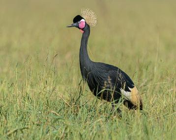 Zwarte kroonkraanvogels  beschikbaar voor biedingen