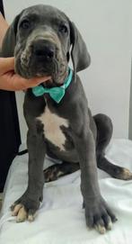Duitse Dog pups, Dieren en Toebehoren, Honden | Bulldogs, Pinschers en Molossers, België, Fokker | Hobbymatig, Overige rassen